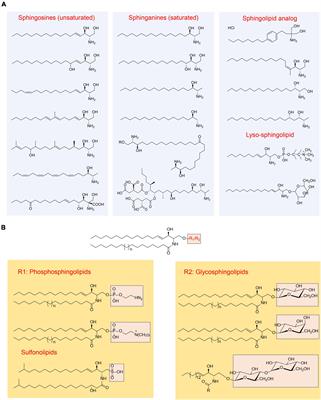 Role and interaction of bacterial sphingolipids in human health